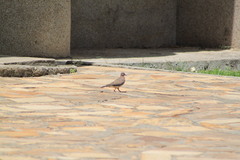 Streptopelia senegalensis
