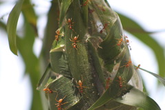 Oecophylla longinoda