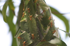 Oecophylla longinoda
