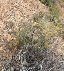 Eriocephalus brevifolius