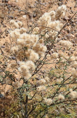 Eriocephalus brevifolius