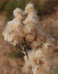 Eriocephalus brevifolius