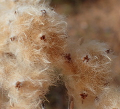 Eriocephalus brevifolius