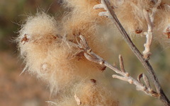 Eriocephalus brevifolius