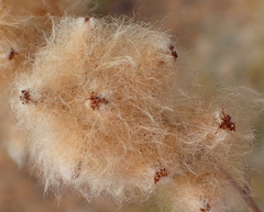 Eriocephalus brevifolius