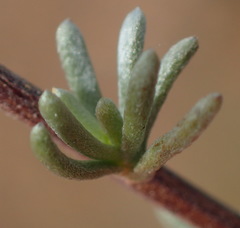 Eriocephalus brevifolius