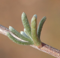 Eriocephalus brevifolius