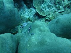Elacatinus lobeli