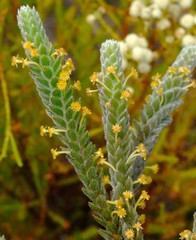 Struthiola tomentosa