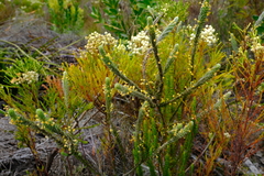 Struthiola tomentosa
