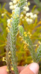 Struthiola tomentosa