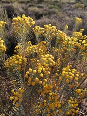 Euryops tenuissimus