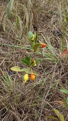 Eugenia involucrata