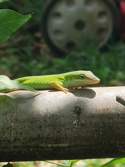 Anolis carolinensis