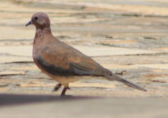 Streptopelia senegalensis