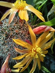Mammillaria beneckei