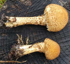 Lacrymaria echiniceps