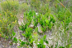 Psoralea thomii