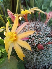 Mammillaria beneckei