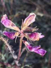 Hedysarum ucrainicum