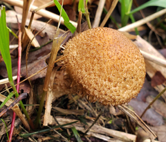 Lacrymaria echiniceps