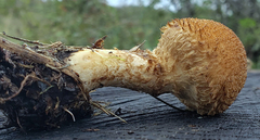 Lacrymaria echiniceps