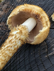 Lacrymaria echiniceps