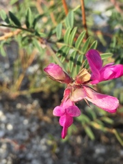 Hedysarum ucrainicum