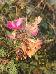 Hedysarum ucrainicum