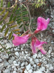 Hedysarum ucrainicum