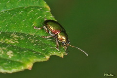Dermorhytis variabilis