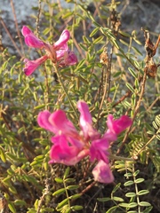 Hedysarum ucrainicum