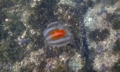 Bolinopsis