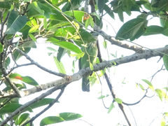 Psilopogon faiostrictus