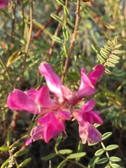 Hedysarum ucrainicum