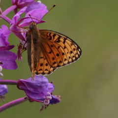 Argynnis niobe