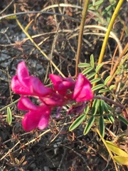 Hedysarum ucrainicum