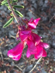 Hedysarum ucrainicum