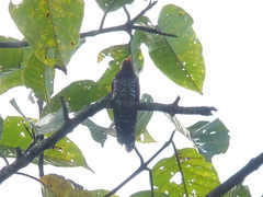 Chrysococcyx xanthorhynchus