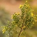 Creosote Bush - Photo (c) arbyreed, some rights reserved (CC BY-NC-SA)