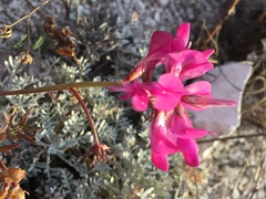 Hedysarum ucrainicum