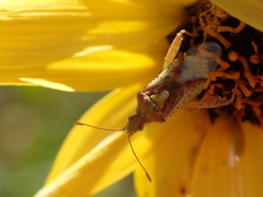 Harmostes angustatus