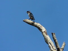 Microhierax fringillarius