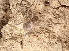 Odiellus lendlii