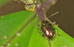 Dermorhytis variabilis