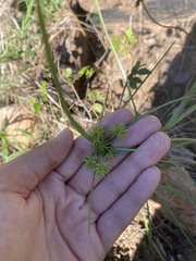 Cyperus echinatus