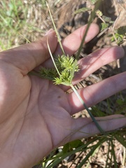 Cyperus echinatus