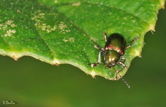Dermorhytis variabilis