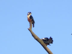 Microhierax fringillarius