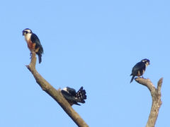 Microhierax fringillarius